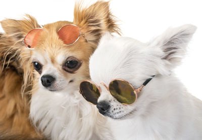 Dogs wearing sunglasses while sitting on white background