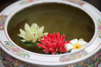 Close-up of flowers in bowl