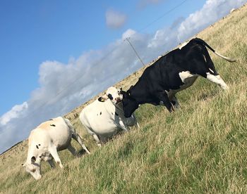 Cows grazing on field against sky