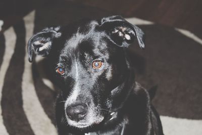 Close-up portrait of black dog