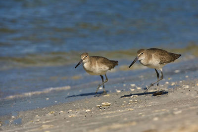 Seagulls on beach