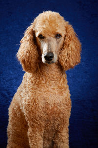 Close-up portrait of a dog over blue background