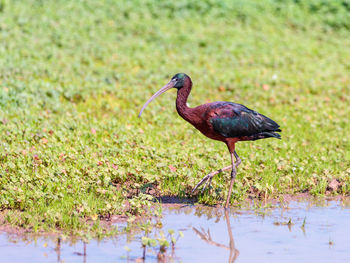 Bird standing in swamp