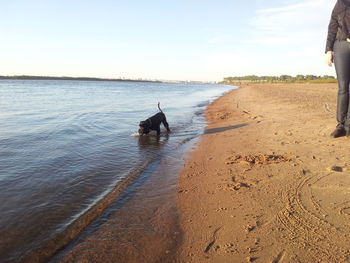 Rear view of horse on beach