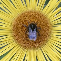 Full frame shot of yellow flower