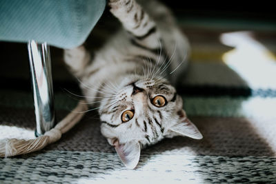 Close-up portrait of cat at home