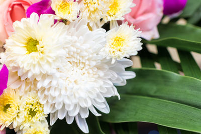 Close-up of yellow flowers blooming outdoors