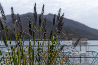 grass