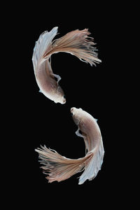 Close-up of jellyfish against black background