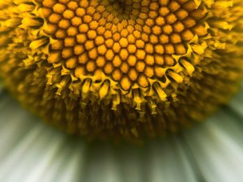 Full frame shot of sunflower