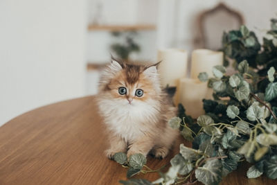 Portrait of cat sitting on table