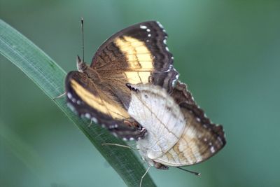 Close-up of butterfly pollinating flower