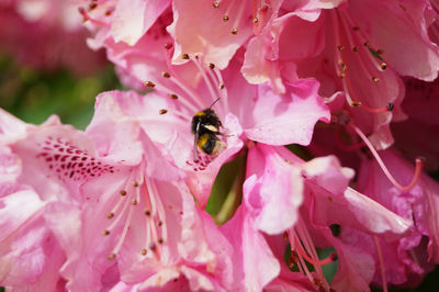 Close-up of bee pollinating pink flower