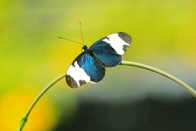 Close-up of butterfly on stem