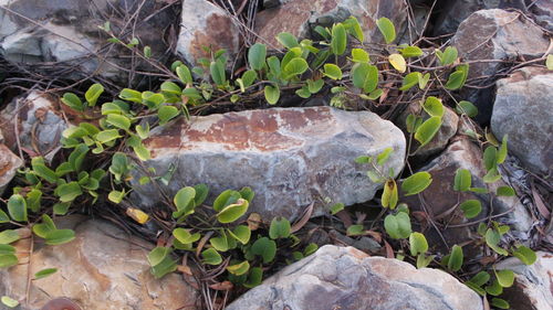 Close-up of lizard on rock