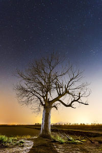 Close-up of bare tree