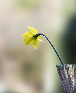 Close-up of yellow flowering plant