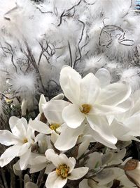 Close-up of white flowers blooming outdoors