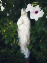 Close-up of white flowering plant