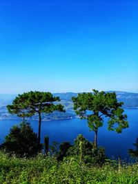 Scenic view of plants against clear blue sky