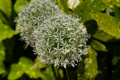 Close-up of white flowering plant