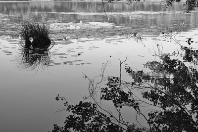 High angle view of plants by lake against sky