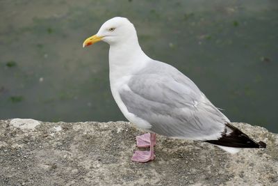 Close-up of seagull perching on a wall