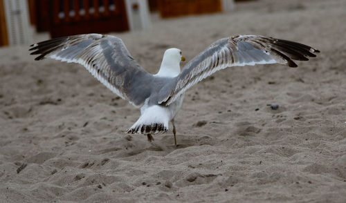 Seagulls flying over beach