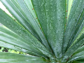 Close-up of water drops on leaf