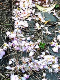 Close up of flowers