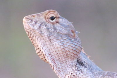 Close-up of lizard