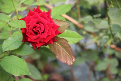 Close-up of red rose