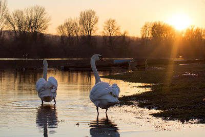 Swans on lake against sky during sunset