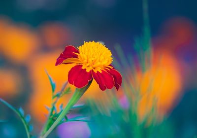 Close-up of orange flower against blurred background