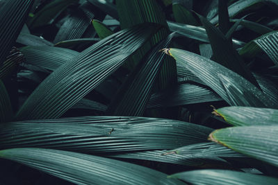 Full frame shot of palm leaves