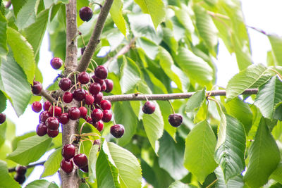 Close-up of berries growing on tree