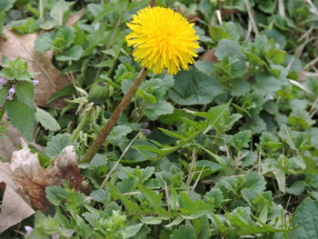 Close-up of yellow flowers