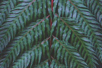 Full frame shot of fresh green leaves