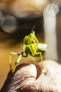 Close-up of insect on hand