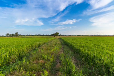 Scenic view of agricultural field against sky