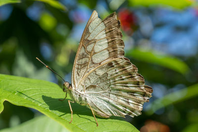 Close-up of butterfly on leaf