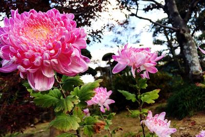 Close-up of pink flowers blooming outdoors