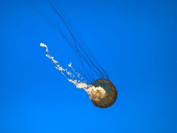 Close-up of jellyfish swimming underwater