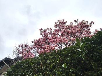 Low angle view of pink flowering plant