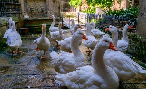 White geese in garden