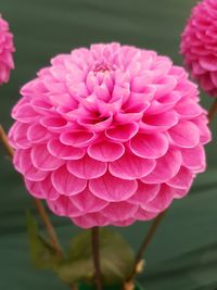 Close-up of pink dahlia