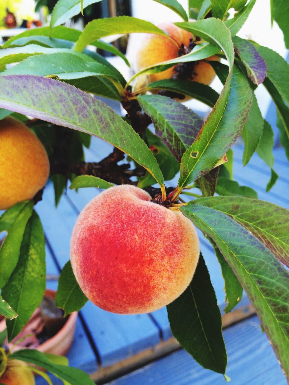 fruit, food and drink, leaf, food, freshness, tree, healthy eating, growth, branch, close-up, focus on foreground, low angle view, ripe, green color, hanging, nature, orange - fruit, no people, outdoors, apple - fruit