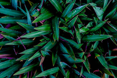 Full frame shot of wet plants growing on field