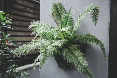 Potted plant in greenhouse