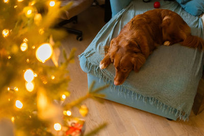 Close-up of dog sleeping